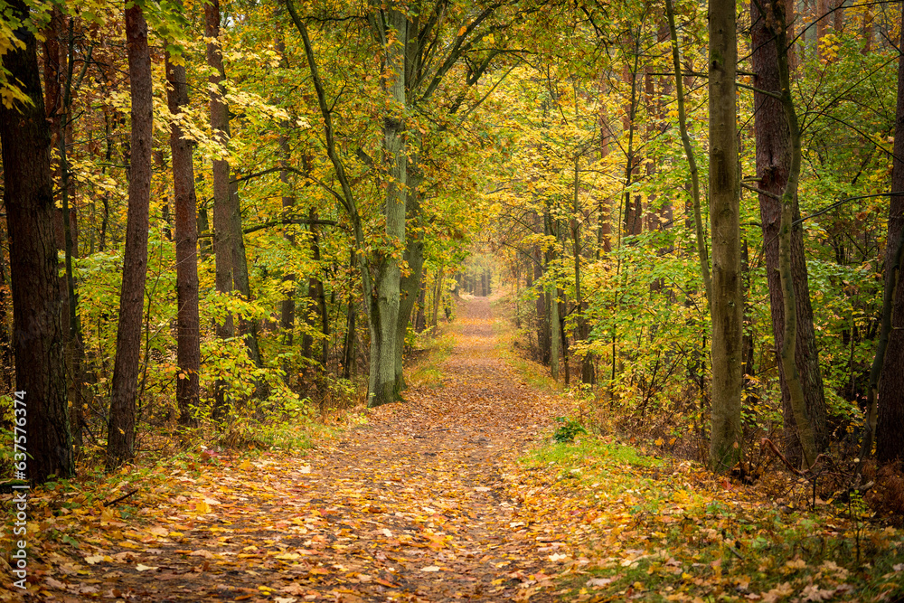 Obraz premium path in autumn forest