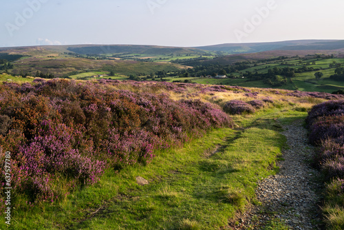 Yorkshire moors with heather in evening light.