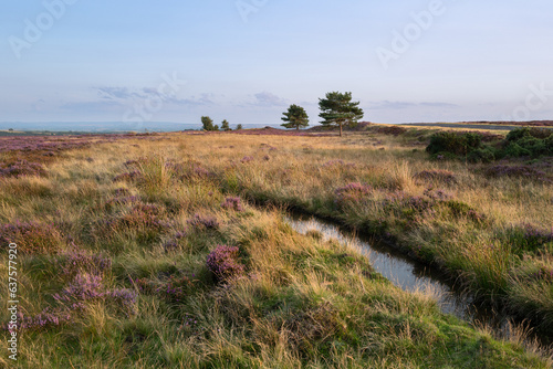 Yorkshire moors with heather in evening light.