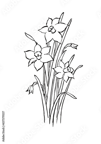 早春の花スイセンのイラスト