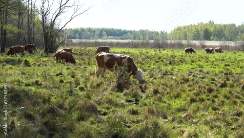 cows in the wetland meadow