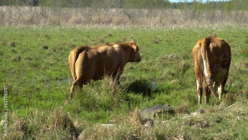 cows in the wetland meadow