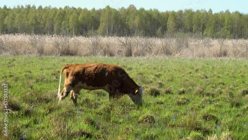 Cow in the field of a wetland