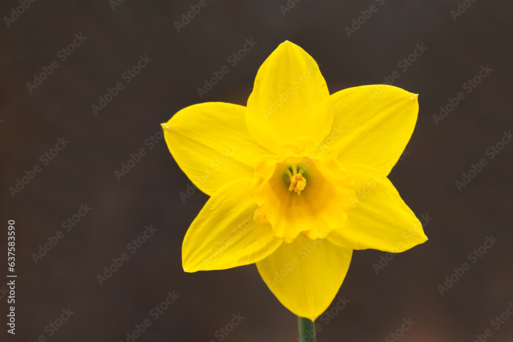 Fototapeta premium Narcissus pseudonarcissus, wild daffodil or Lent lily. Beautiful colorful flower close up. Narcissus is genus of predominantly spring perennial plants of the amaryllis family, Amaryllidaceae