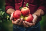 Close up of farmer male hands picking red apples