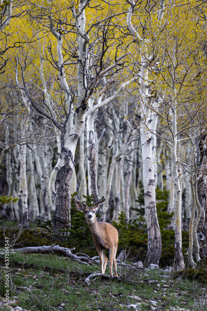 Fototapeta premium Young Buck in a birch forest