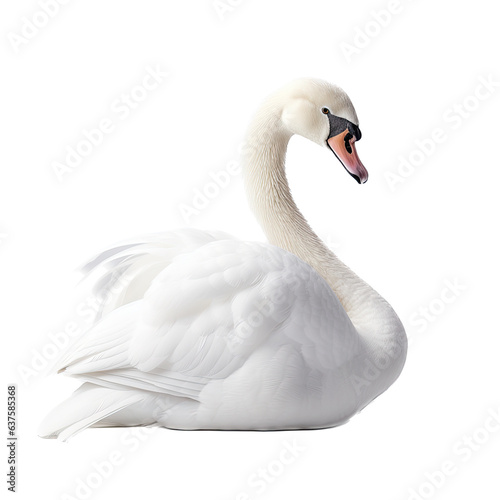 a White swan floating side view in a Wildlife-themed, photorealistic illustration in a PNG, cutout, and isolated. gernerative ai photo