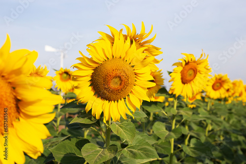 Sunflowers are blooming with blue sky. Sunflower field