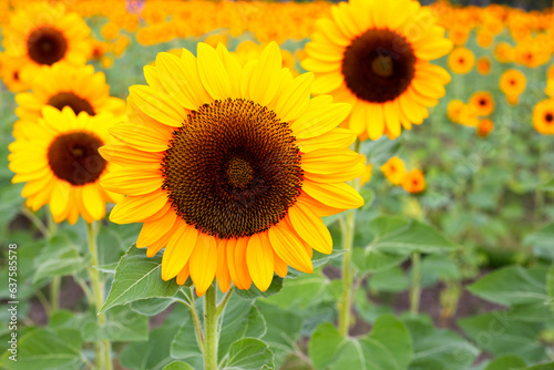 Fototapeta Naklejka Na Ścianę i Meble -  Sunflower field, Beautiful summer landscape.