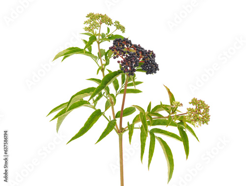 Danewort isolated on white background, Sambucus ebulus photo