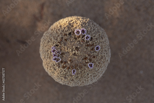 Close-up photo of Sand Food in bloom, an unusual parasitic desert plant that resembles a mushroom when it blooms above the sand dunes in Southern California. photo