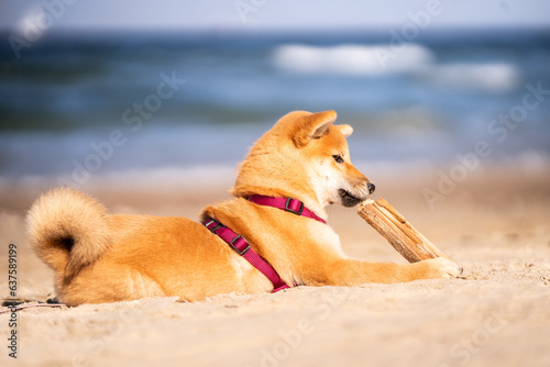 Szczeniak rasy skiba inu bawi się na plaży patykiem photo