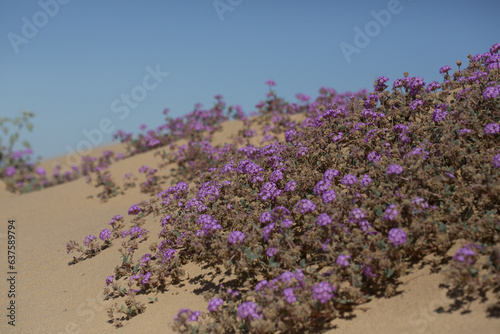Sandy dune covered in blooming sand verbena with clear blue sky background, Anza Borrego Desert State Park photo