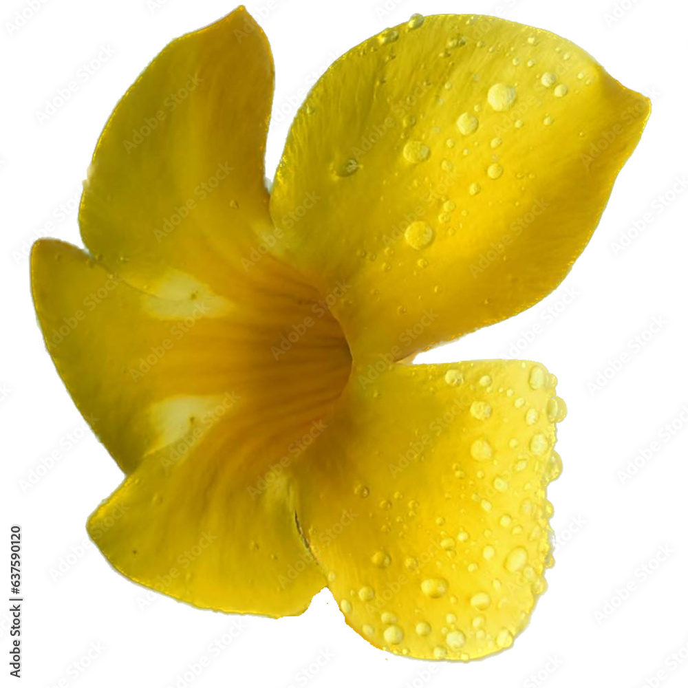 yellow flower with water drops yellow flower with water drops
