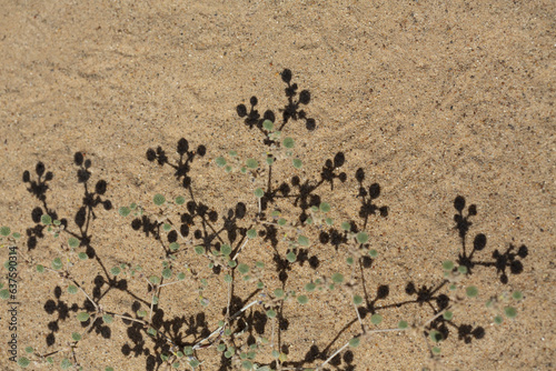 High-contrast, detailed pattern of small desert plant and shadow against sand photo