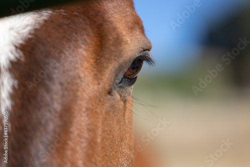 Close-up of a horse's mesmerizing eye.