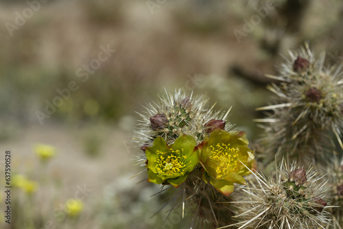 Yellow flower of a blooming cholla plant in Anza Borrego Desert State Park, close up including cholla spines photo