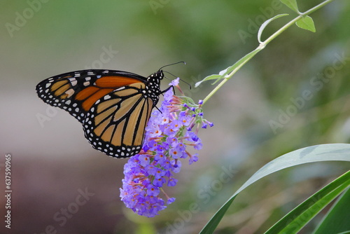 Monarch butterfly on flower.  photo