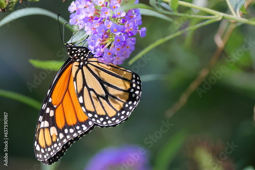 Monarch butterfly on flower.  © Mark