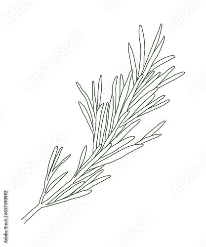 Hand drawn illustration of 'Rosemary' leaves, a type of herb. Rosemary is used as a perfume, medicinal, spice, and antibacterial agent.