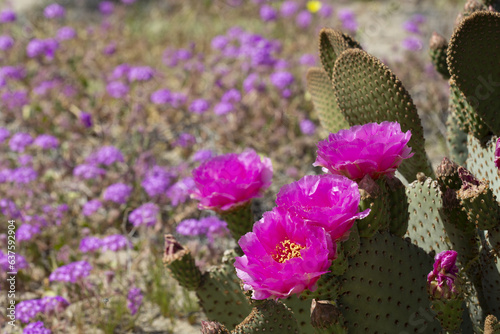 magenta flowers of a beavertail cactus plant, blooming in the Anza Borrego Desert State Park amid a field of wildflowers photo