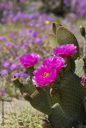 magenta flowers of a beavertail cactus plant, blooming in the Anza Borrego Desert State Park amid a field of wildflowers photo