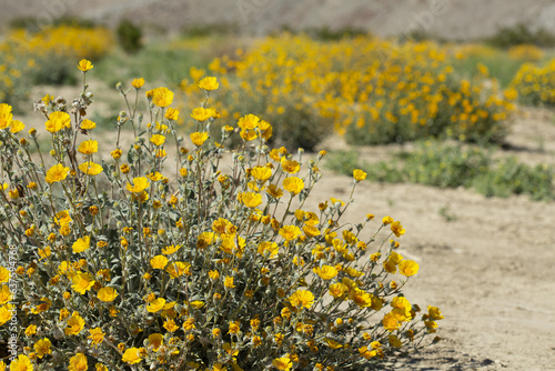 Field of yellow Desert Sunflowers with mountains in the background, from Anza Borrego Desert State Park. Taken during the 2019 superbloom. photo