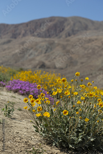 Field of yellow Desert Sunflowers with mountains in the background, from Anza Borrego Desert State Park. Taken during the 2019 superbloom.