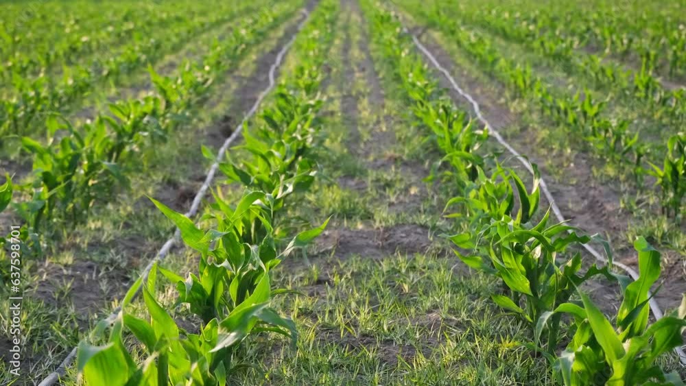 Corn field of green stalks and tassels, aerial drone video above corn plants. 4K resolution corn field video Agricultural concept with corn field. Corn field of green stalks and tassels, aerial drone video above corn plants. 4K resolution corn field video Agricultural concept with corn field.