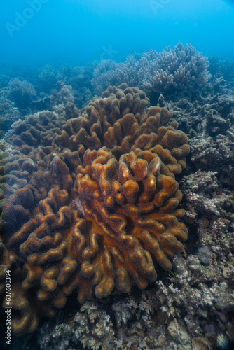 coral reef macro  texture  abstract marine ecosystem background on a coral reef