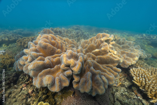 Fototapeta Naklejka Na Ścianę i Meble -  coral reef macro ,texture, abstract marine ecosystem background on a coral reef