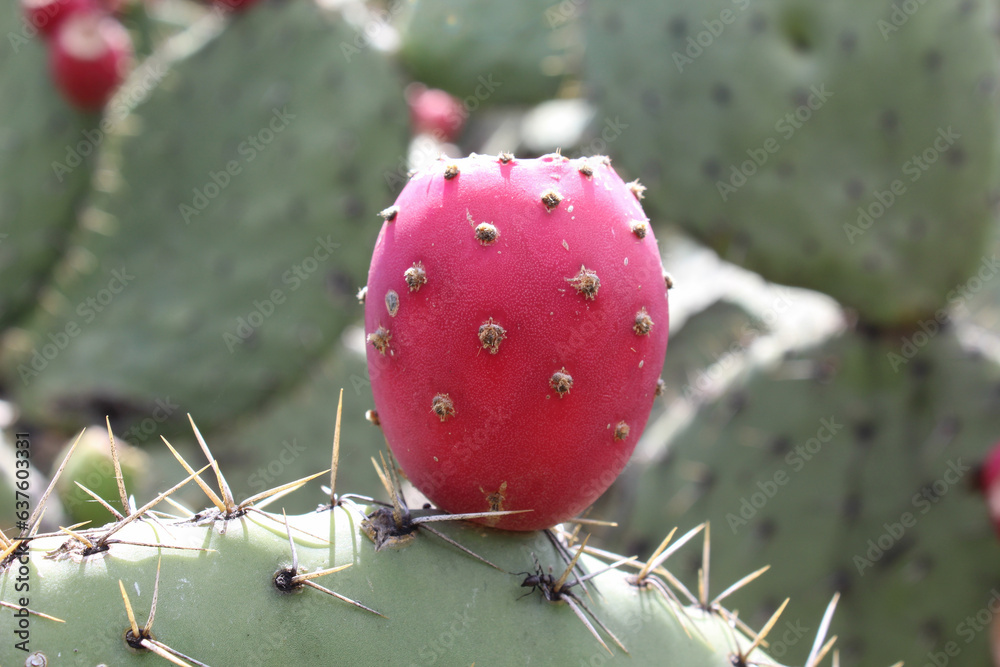 Tuna roja con espinas sobre penca de nopal. Fruta tradicional de
