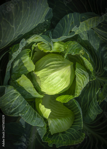 White Cabbage close up in a farm field ready for cutting vitamins A, C, K, and the minerals potassium and manganese
