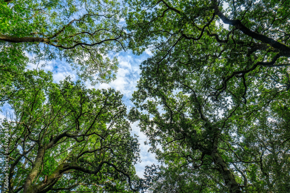 background of tree crowns under the blue sky background of tree crowns under the blue sky