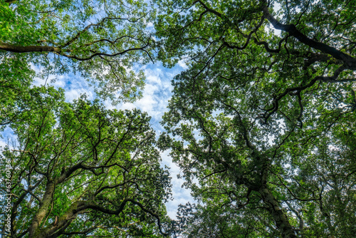 background of tree crowns under the blue sky