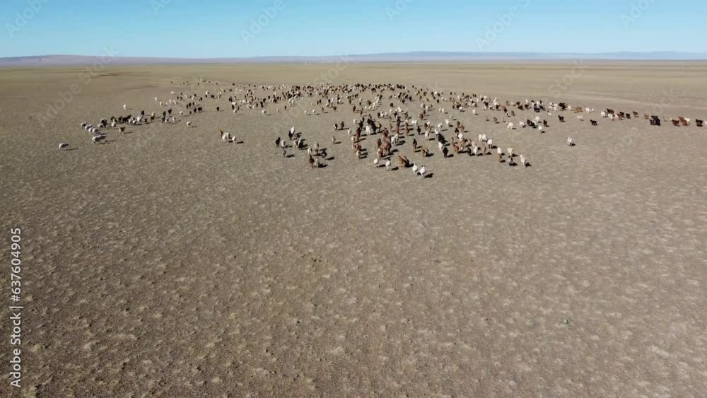 Mongolia Gobi Desert Sheep Lamb Drone 4K Sky nature Mongolia Gobi Desert Sheep Lamb Drone 4K Sky nature
