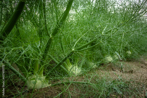 Row of fennel bulbs in natural flowerbed. Annual fennel, Foeniculum vulgare azoricum.