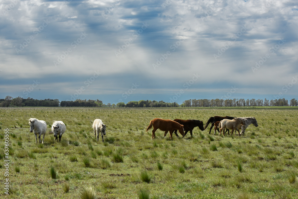 Herd of horses in the coutryside, La Pampa province, Patagonia,  Argentina.