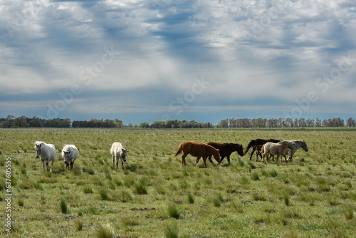 Herd of horses in the coutryside, La Pampa province, Patagonia,  Argentina.