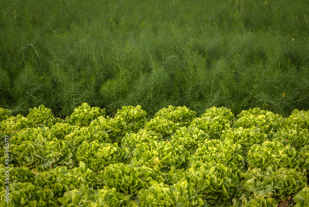Fennel and endive plants growing in a farm field ready for cutting
