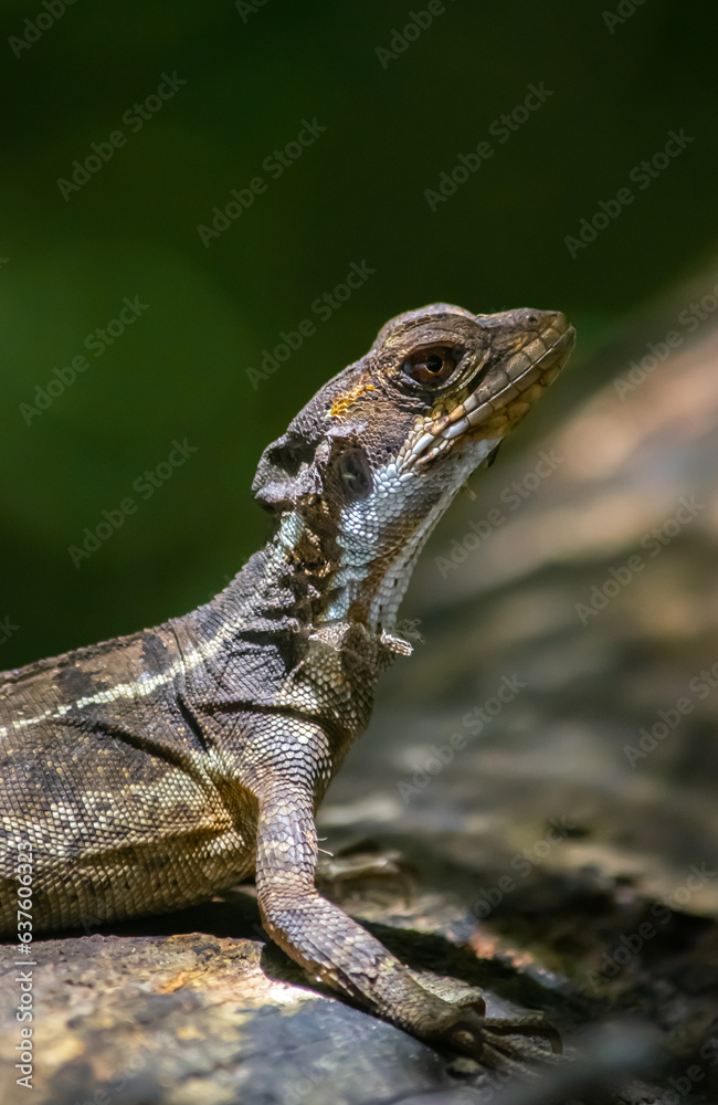 Obraz premium Basilisc christ lizard on a tree