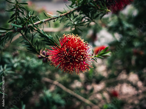 Red callistemon