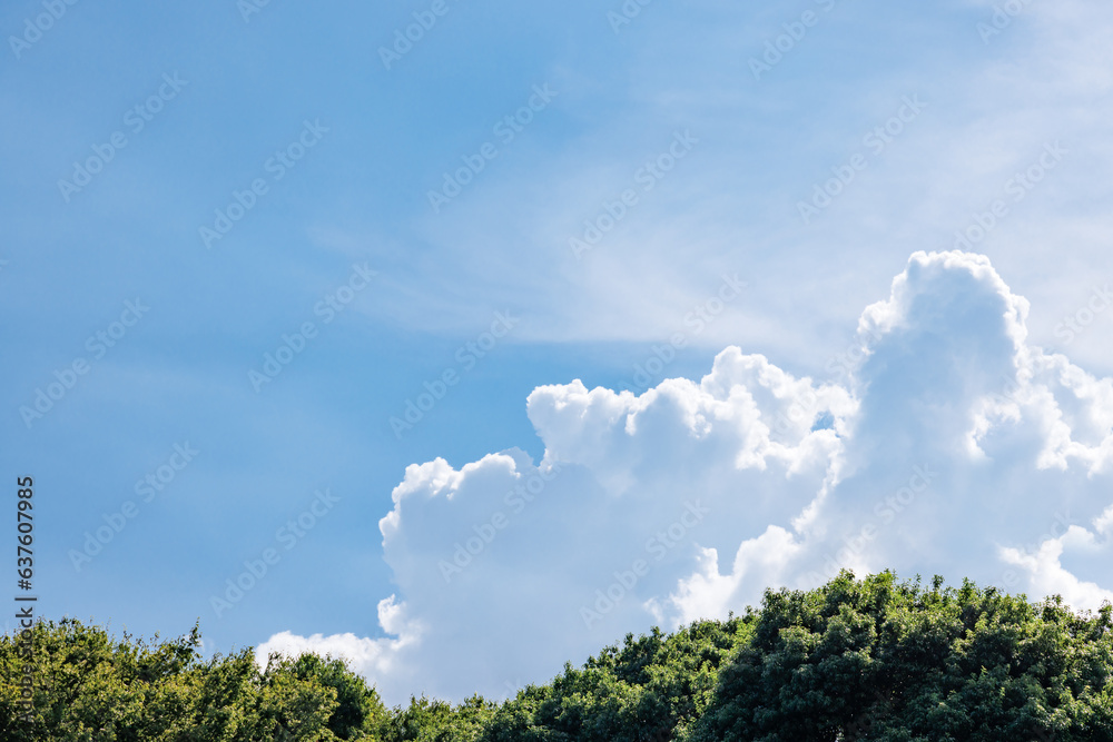 Obraz premium 瑞々しい新緑と青空と雲