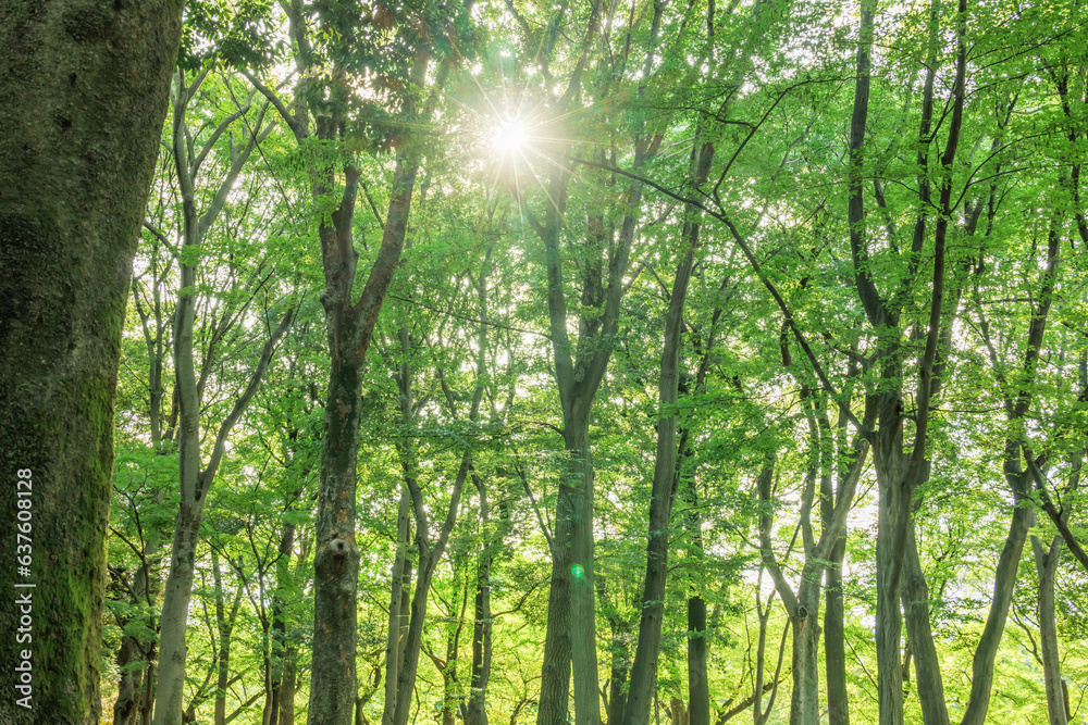 Naklejka premium 色が綺麗な新緑の木