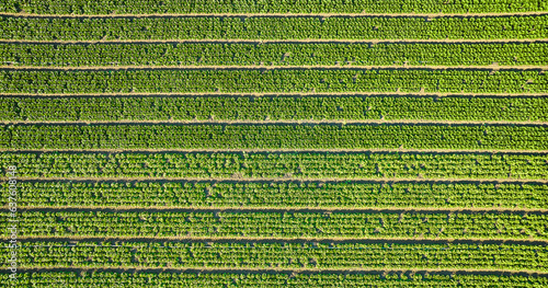 Billede på lærred Straight down aerial of strawberry plants in several long horizontal rows
