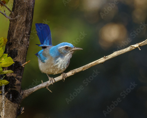Woodhouse's Scrub Jay