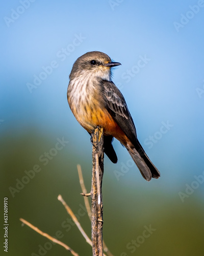 Female Vermillion Flycatcher