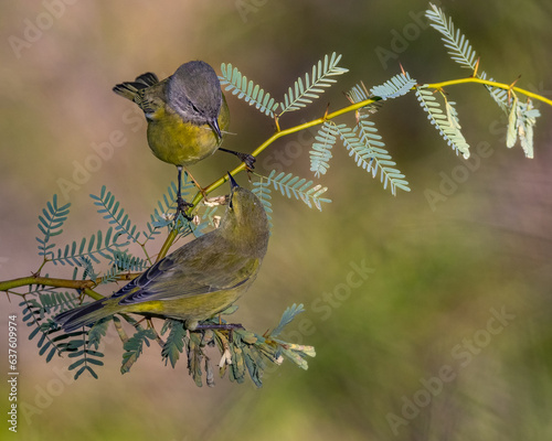 Orange-crowned Warblers nesting