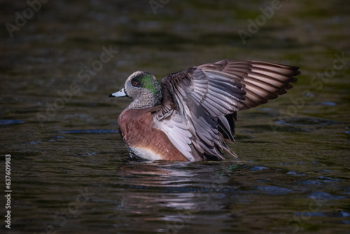Male Widgeon