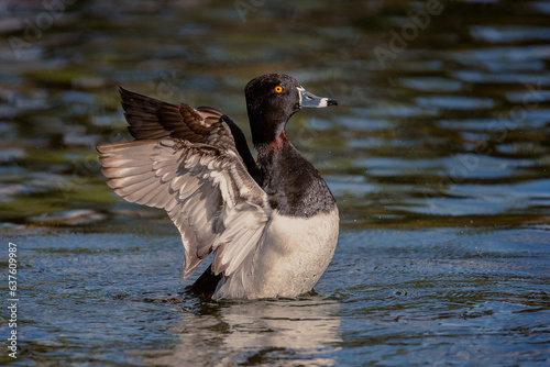 Ring Neck Duck